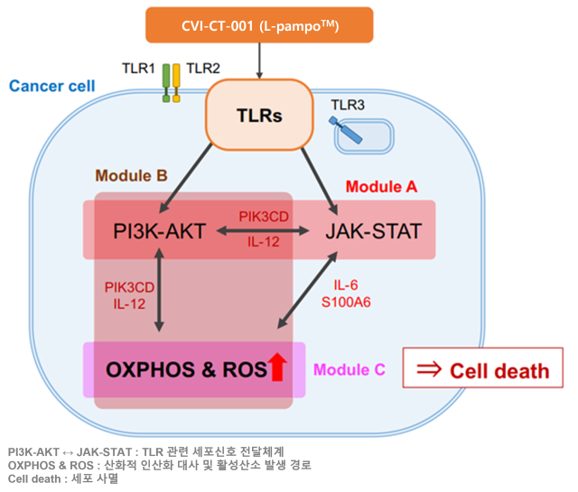 차백신연구소·목암생명과학연구소가 면역항암제 후보물질 ‘CVI-CT-001’ 항암 기전을 확인했다. /차백신연구소