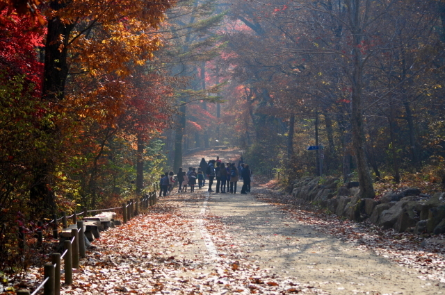 포천 국립수목원. /한국관광공사